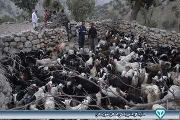 خدمات دامپزشکی در مناطق عشایری اندیکا