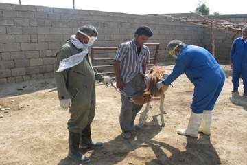 واكسيناسيون دام ها بر عليه بيماري بروسلوز در شهرستان رامهرمز