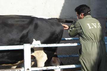 عمليات خونگيري دام ها در شهرستان اهواز