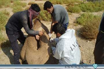 نمونه گیری از شتر - دامپزشکی امیدیه