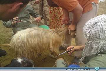 واکسیناسیون توام آبله و بروسلوز - دامپزشکی هفتگل