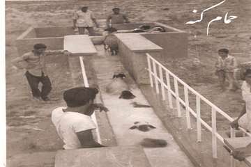 تصاوير قديمي از فعاليت هاي دامپزشكي خوزستان