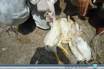 کالبد گشایی تشخیص بیماری ماکیان - دامپزشکی امیدیه