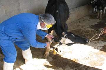 واكسيناسيون دام ها بر عليه بيماري بروسلوز در شهرستان رامهرمز