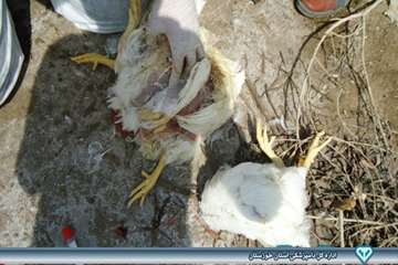 کالبد گشایی تشخیص بیماری ماکیان - دامپزشکی امیدیه