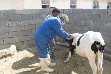 واكسيناسيون دام ها بر عليه بيماري بروسلوز در شهرستان رامهرمز