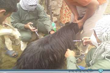 واکسیناسیون توام آبله و بروسلوز - دامپزشکی هفتگل