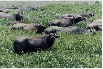 پرورش گاوميش در استان خوزستان