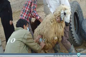 واکسیناسیون دام - بروز ریز گرد - دامپزشکی امیدیه