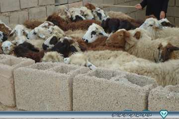 واکسیناسیون دام - بروز ریز گرد - دامپزشکی امیدیه