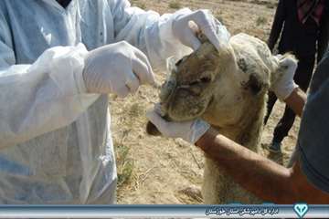 نمونه گیری از شتر - دامپزشکی امیدیه