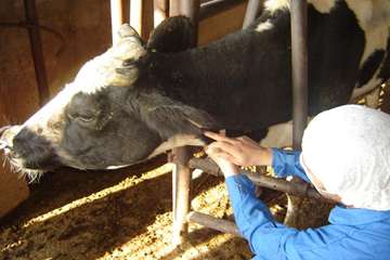 عمليات خونگيري دام ها در شهرستان اهواز