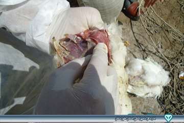 کالبد گشایی تشخیص بیماری ماکیان - دامپزشکی امیدیه