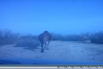 مراقبت فعال بیماری مرس کرونا ویروس و سقط جنین هندیجان آذر 93