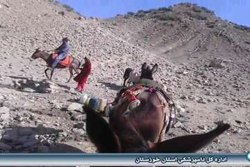 خدمات دامپزشکی در مناطق عشایری اندیکا