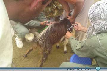 واکسیناسیون توام آبله و بروسلوز - دامپزشکی هفتگل