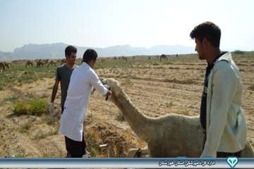 نمونه گیری از شتر - دامپزشکی امیدیه