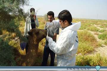 نمونه گیری از شتر - دامپزشکی امیدیه