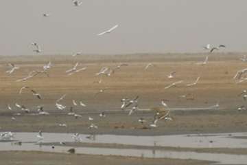 مختصری در خصوص وضعیت جغرافیائی شهرستان هویزه