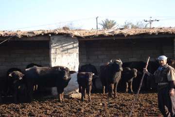 پرورش گاوميش در استان خوزستان