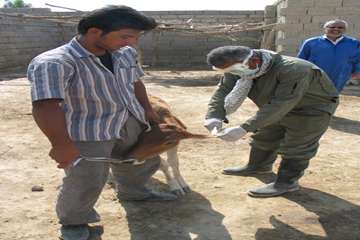 واكسيناسيون دام ها بر عليه بيماري بروسلوز در شهرستان رامهرمز