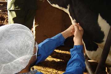 عمليات خونگيري دام ها در شهرستان اهواز