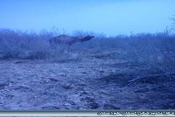 مراقبت فعال بیماری مرس کرونا ویروس و سقط جنین هندیجان آذر 93