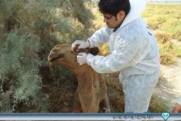 نمونه گیری از شتر - دامپزشکی امیدیه