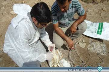 کالبد گشایی تشخیص بیماری ماکیان - دامپزشکی امیدیه