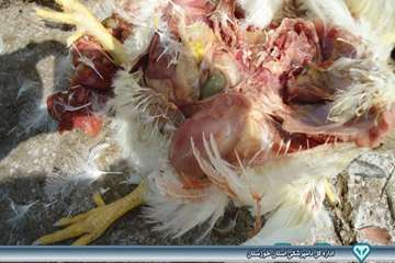 کالبد گشایی تشخیص بیماری ماکیان - دامپزشکی امیدیه