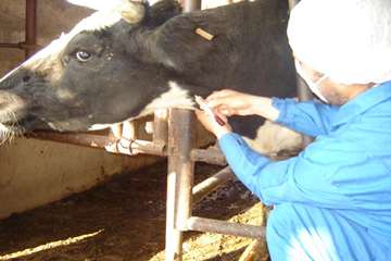 عمليات خونگيري دام ها در شهرستان اهواز