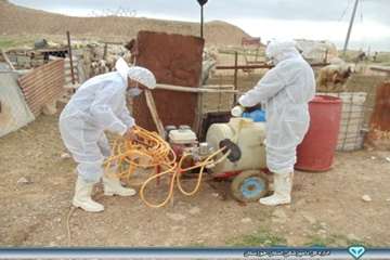 عملیات سم پاشی در روستاهای کندک و نفت سفید شهرستان هفتگل