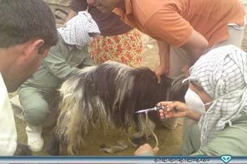 واکسیناسیون توام آبله و بروسلوز - دامپزشکی هفتگل