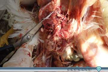 کالبد گشایی تشخیص بیماری ماکیان - دامپزشکی امیدیه