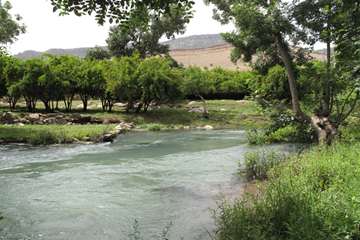 سوسن سرخاب - انديكا