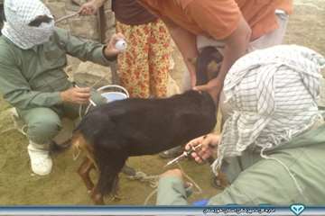 واکسیناسیون توام آبله و بروسلوز - دامپزشکی هفتگل