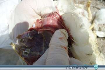 کالبد گشایی تشخیص بیماری ماکیان - دامپزشکی امیدیه