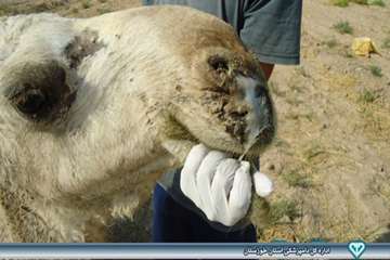 نمونه گیری از شتر - دامپزشکی امیدیه