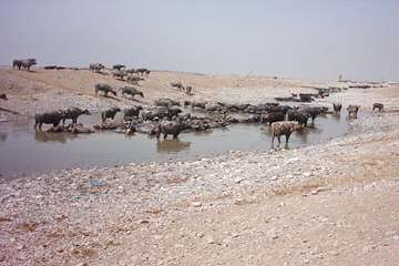 پرورش گاوميش در استان خوزستان