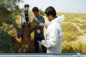 نمونه گیری از شتر - دامپزشکی امیدیه