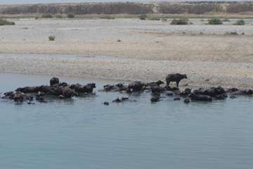 پرورش گاوميش در استان خوزستان