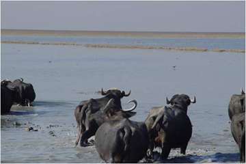 پرورش گاوميش در استان خوزستان