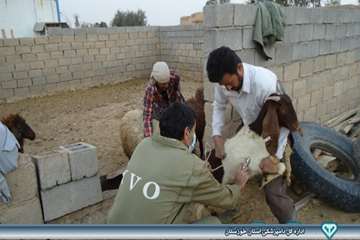 واکسیناسیون دام - بروز ریز گرد - دامپزشکی امیدیه