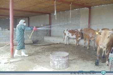 عملیات سم پاشی در روستاهای کندک و نفت سفید شهرستان هفتگل