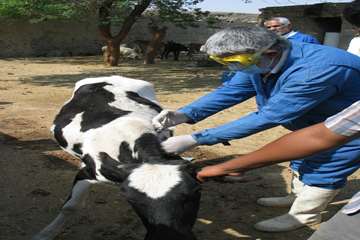 واكسيناسيون دام ها بر عليه بيماري بروسلوز در شهرستان رامهرمز