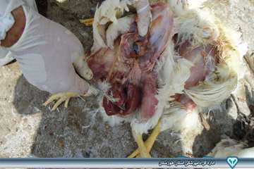 کالبد گشایی تشخیص بیماری ماکیان - دامپزشکی امیدیه