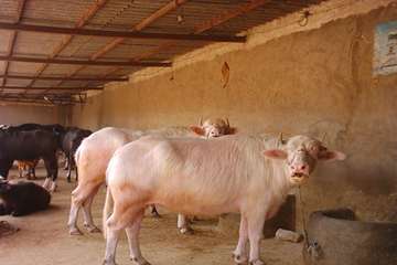 پرورش گاوميش در استان خوزستان