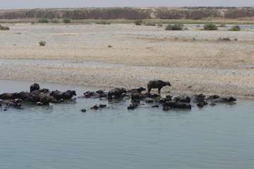 پرورش گاوميش در استان خوزستان
