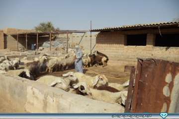 عملیات سم پاشی در روستاهای کندک و نفت سفید شهرستان هفتگل