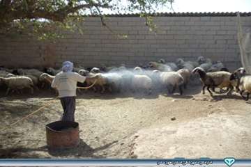 عملیات سم پاشی در روستاهای کندک و نفت سفید شهرستان هفتگل